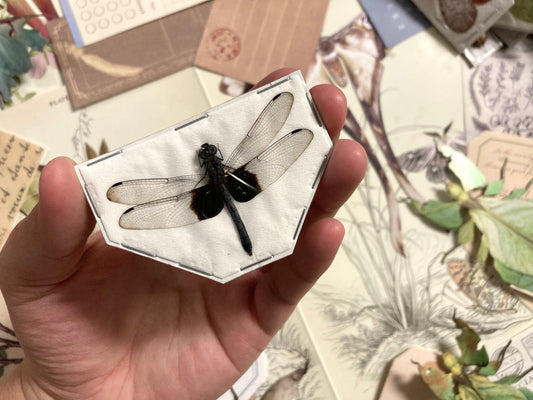Tree-Hugging Dragonfly, Tyriobapta Torrida, Real Damselfly, Insect Entomology, Real Insect Taxidermy, Dragonfly, Clear Dragonfly