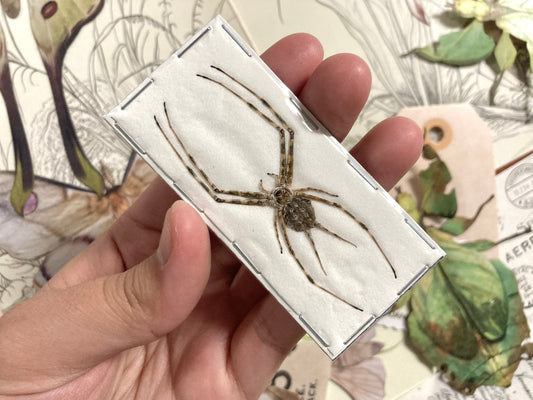 Two-tailed spider, Hersilia Striata, long-spinnered bark spider, Spider Specimen, Spider Taxidermy, Insect Taxidermy, Arachnid