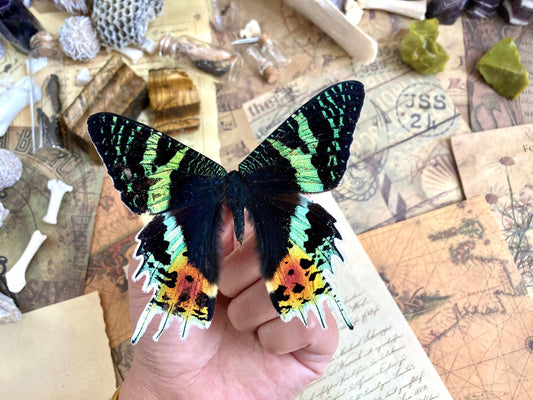 Urania ripheus One Real Madagascar Sunset Moth Butterfly
